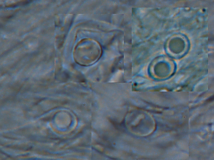Una crosta a lunghi denti - foto 6727 (Dentipellis fragilis)